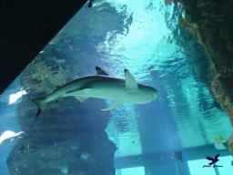 Haus des Meeres 4.02.2026